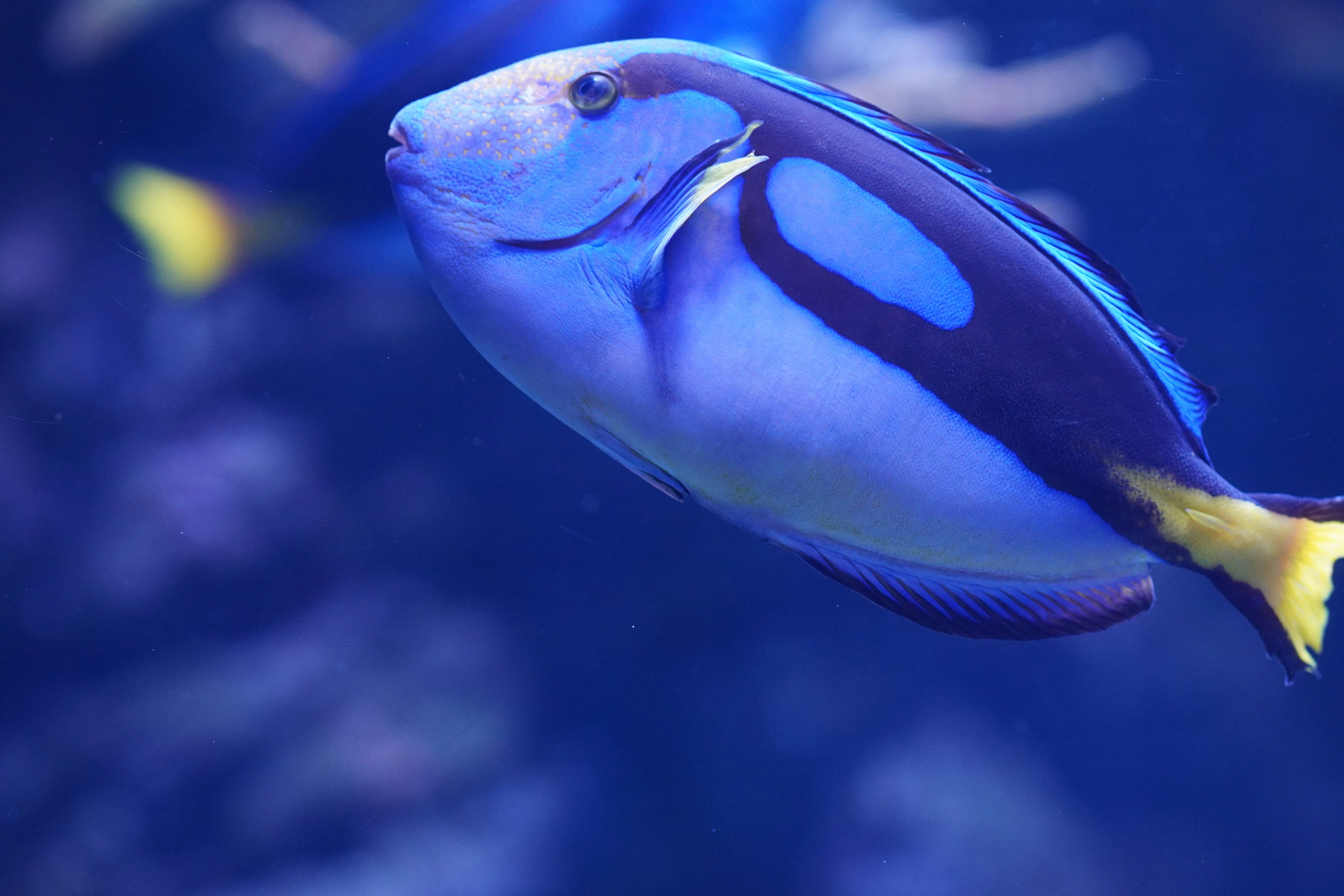 Blue Tang