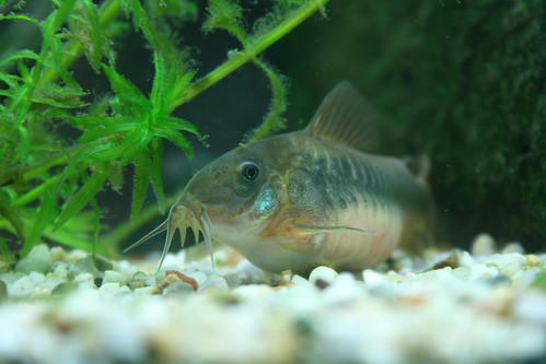 Corydoras Catfish