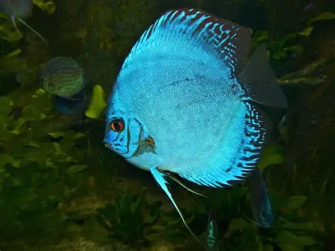 Discus Fish