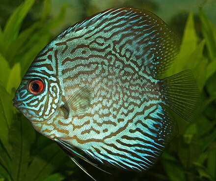 Discus Fish