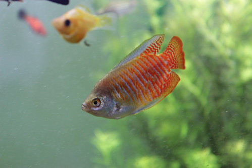 Dwarf Gourami