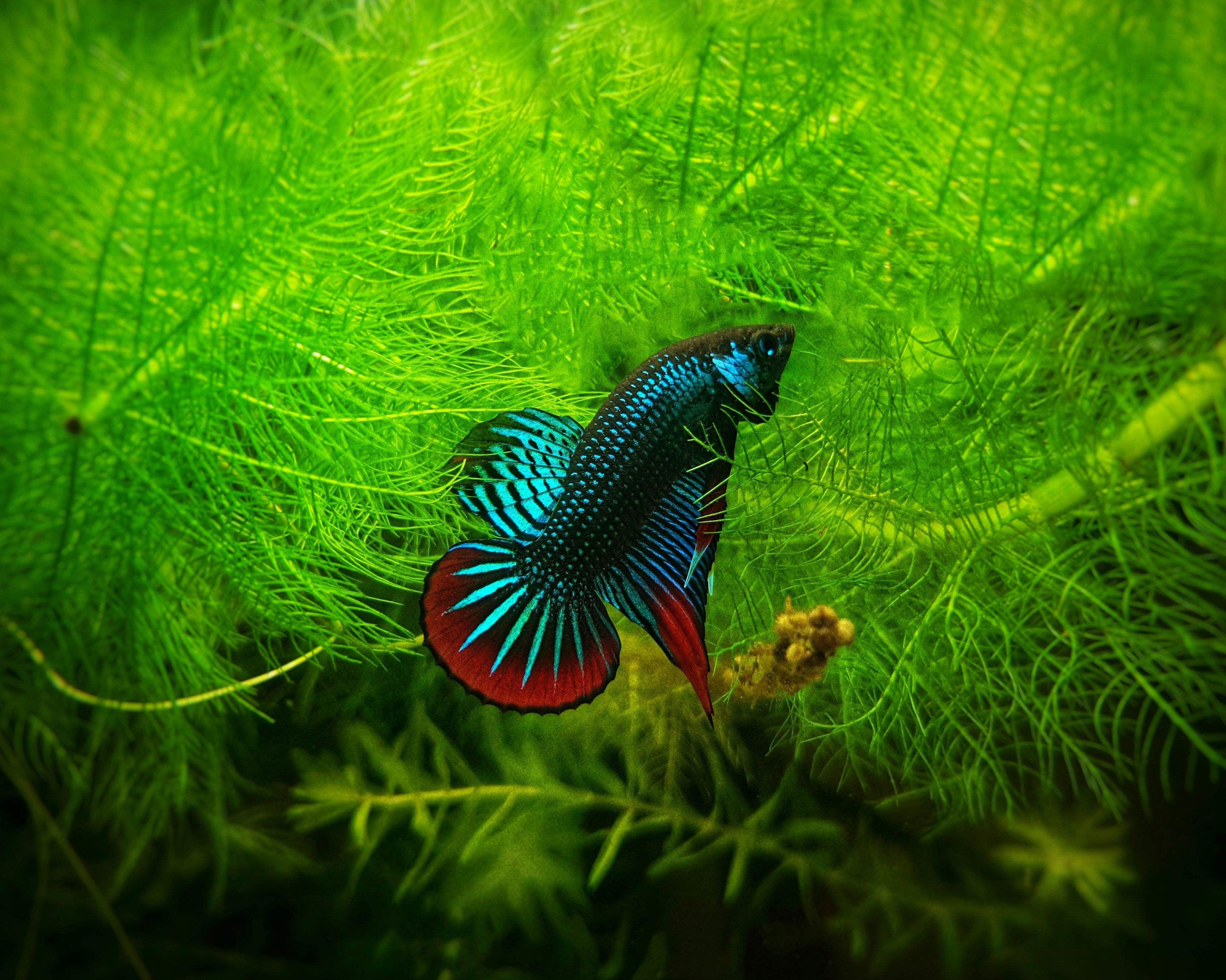 Betta Fish