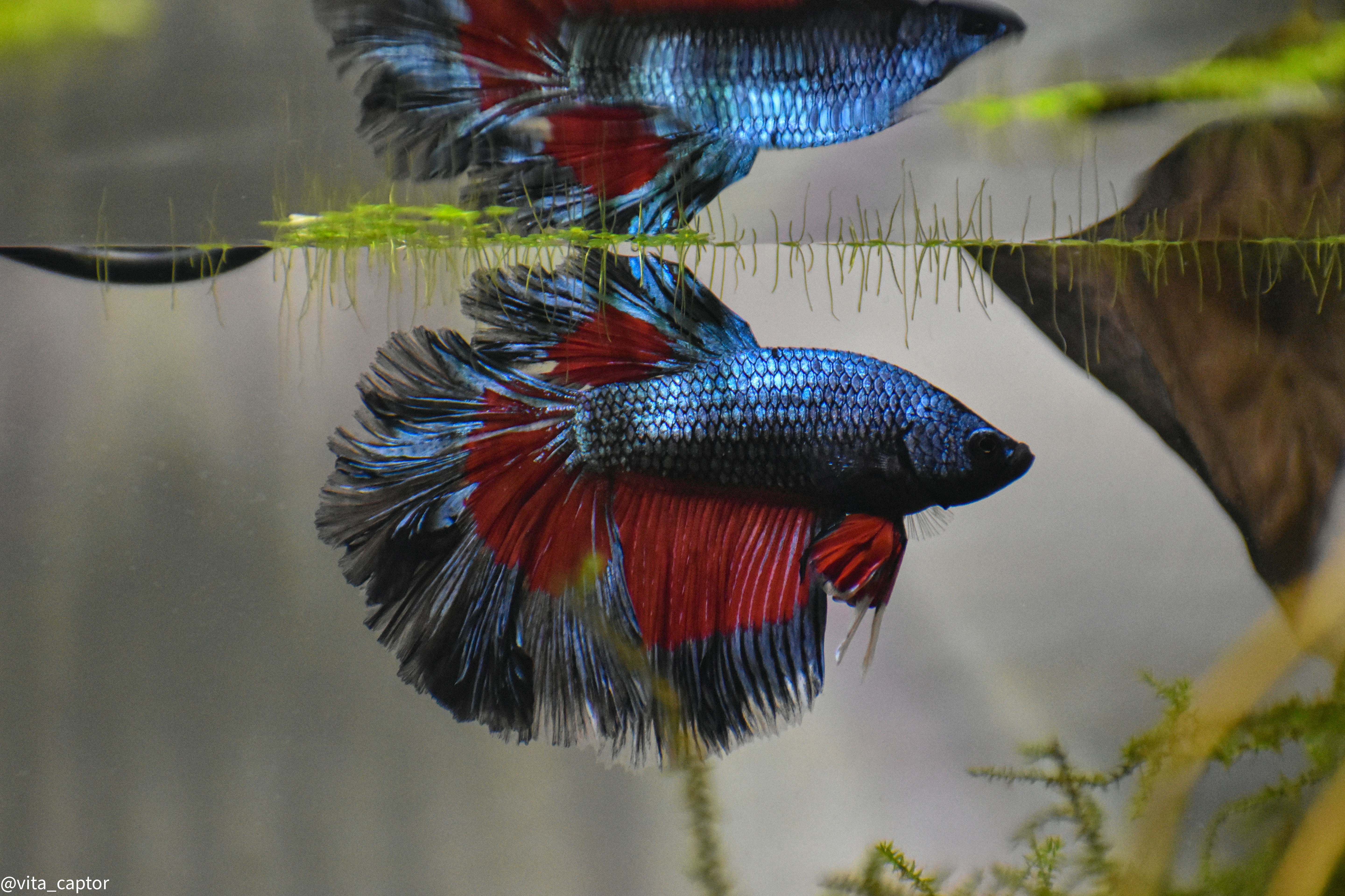 Betta Fish