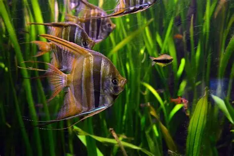 Freshwater Angelfish
