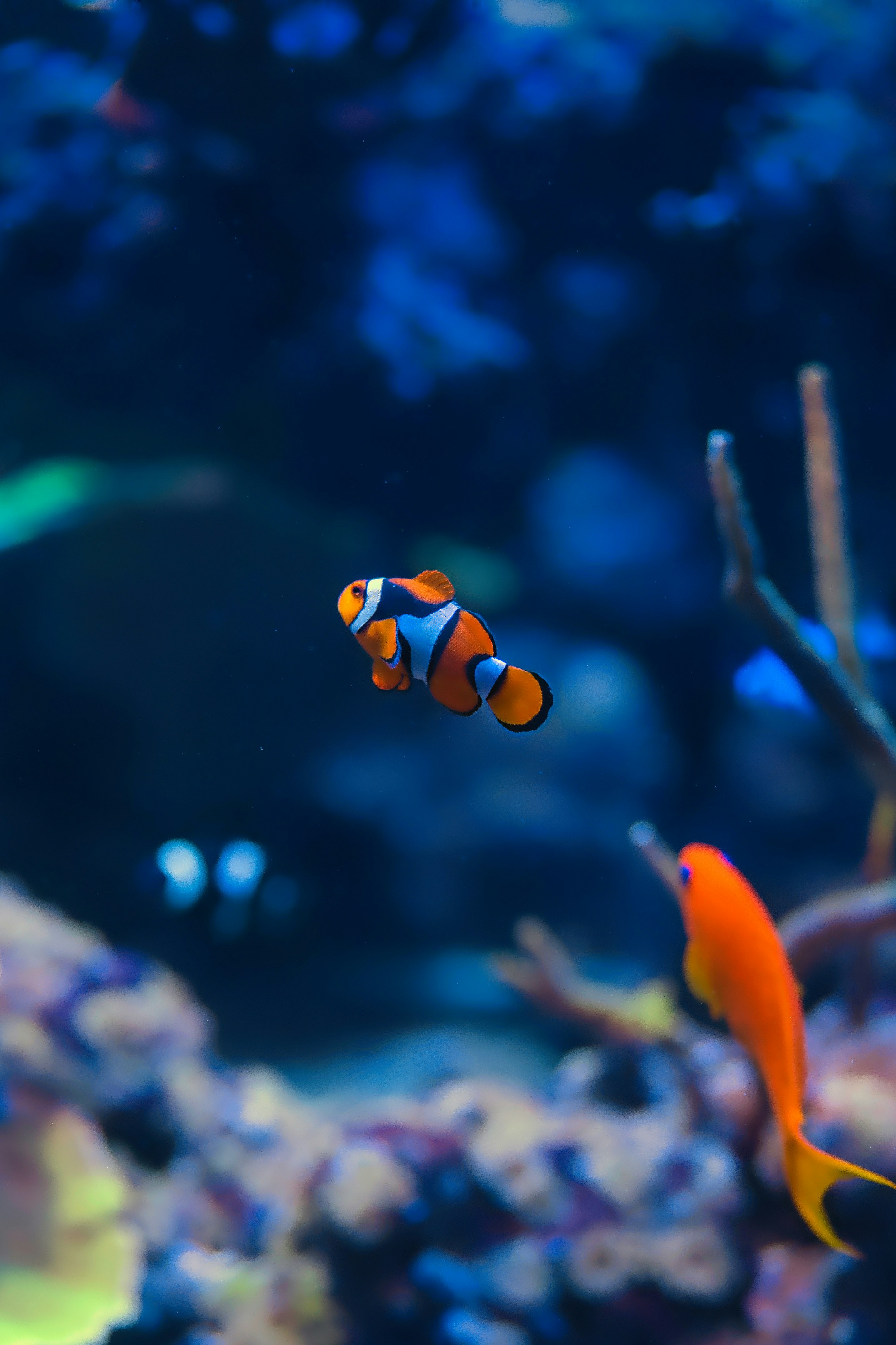 Clownfish