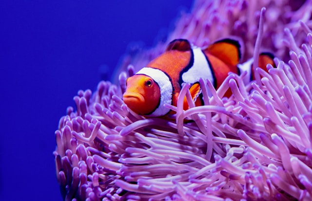 Clownfish