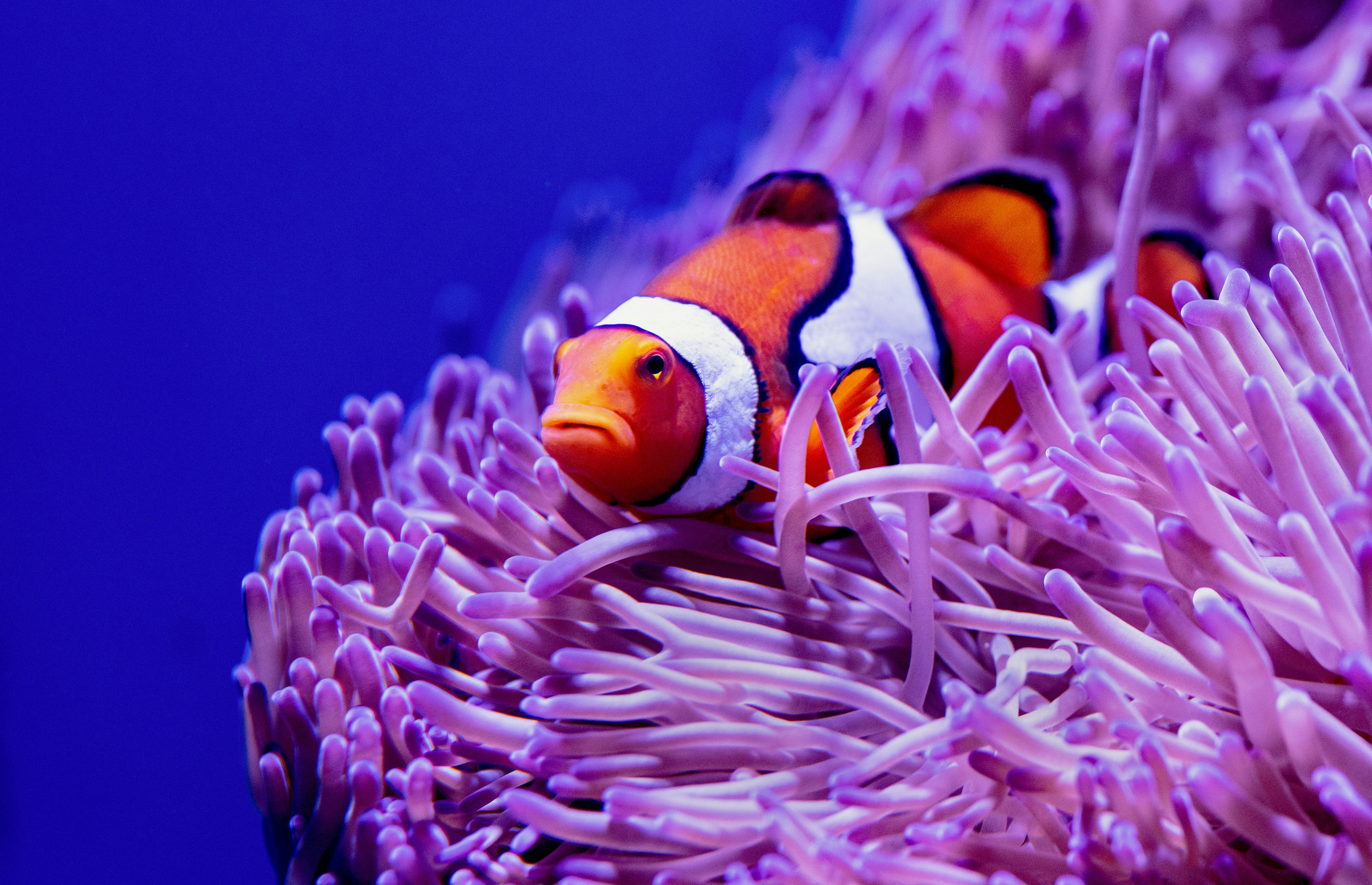 Clownfish