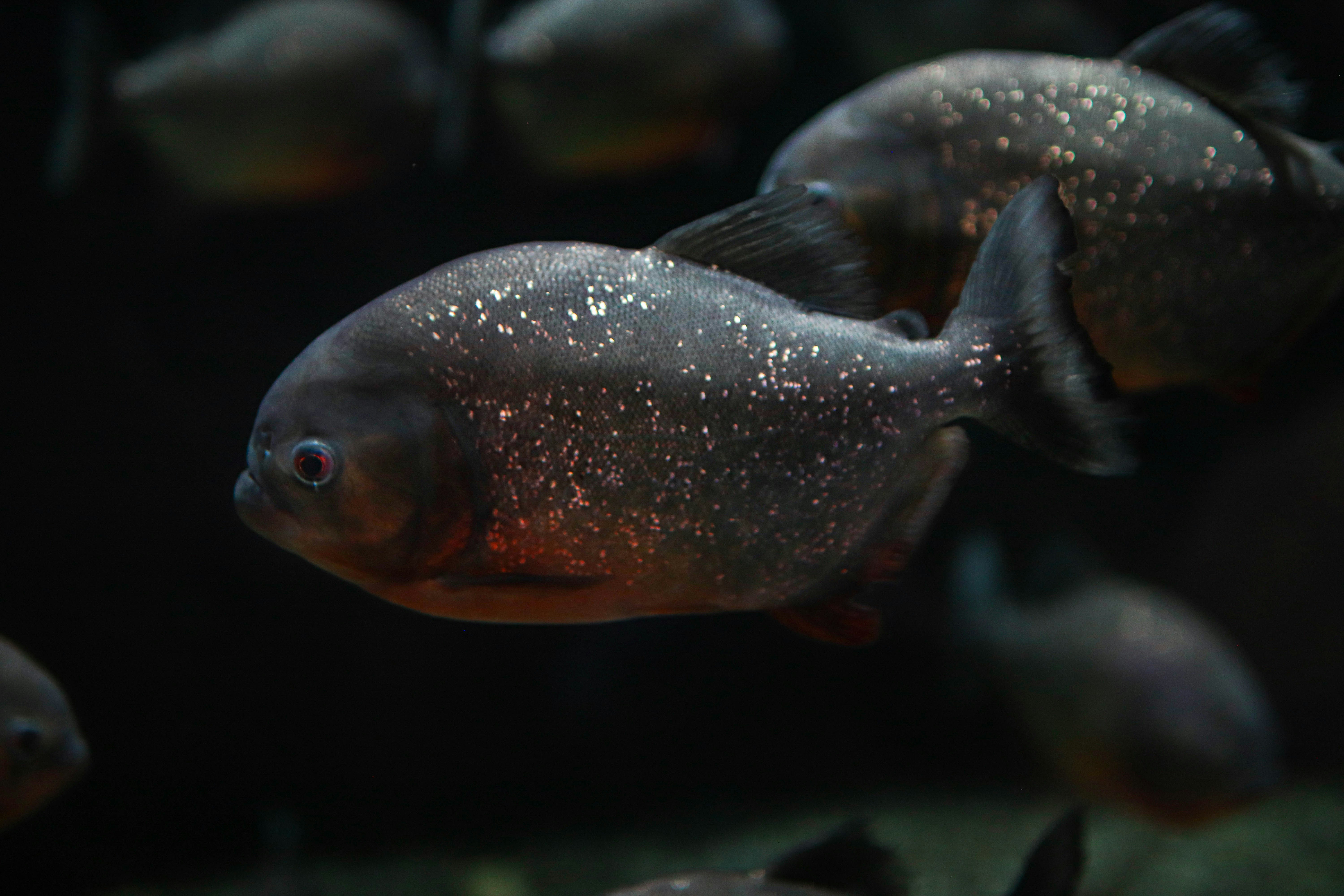 Red-bellied Piranha