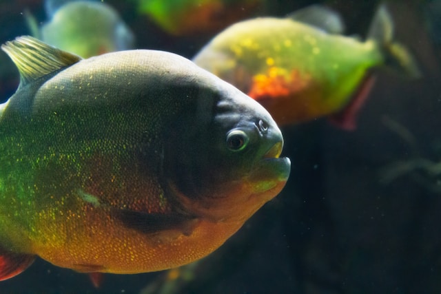 Red-bellied Piranha