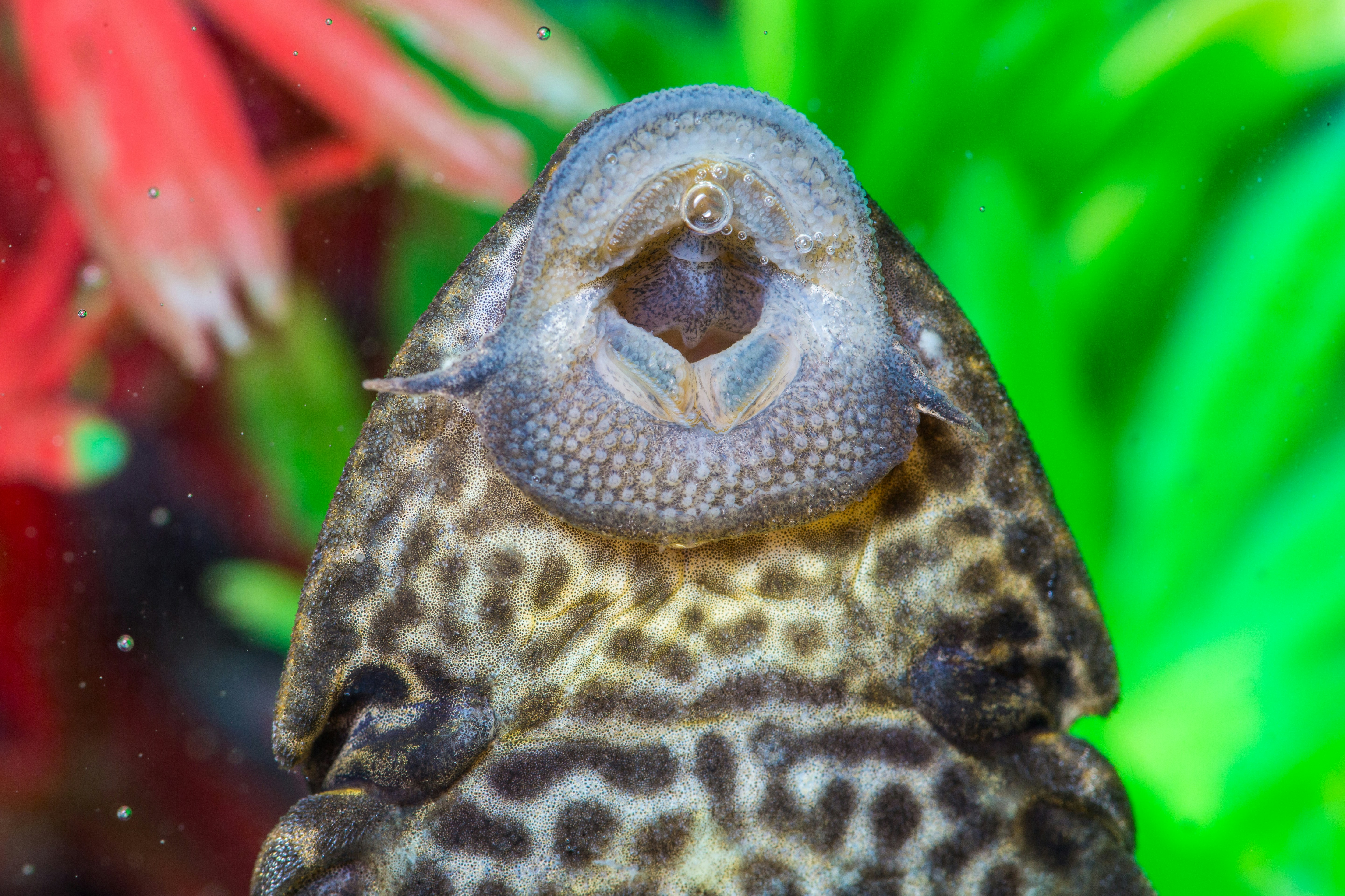 Pleco (Algae Eater)