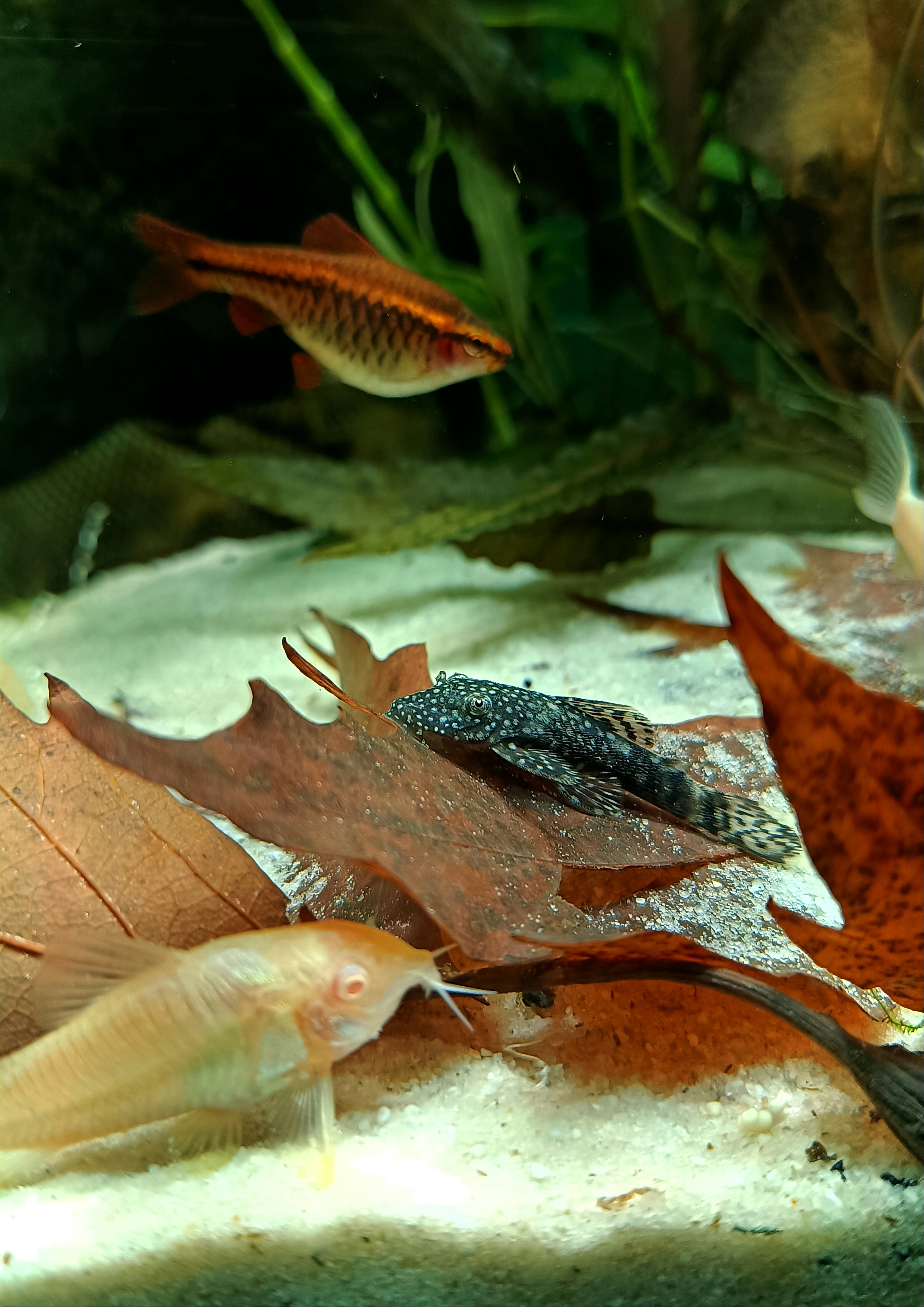 Pleco (Algae Eater)