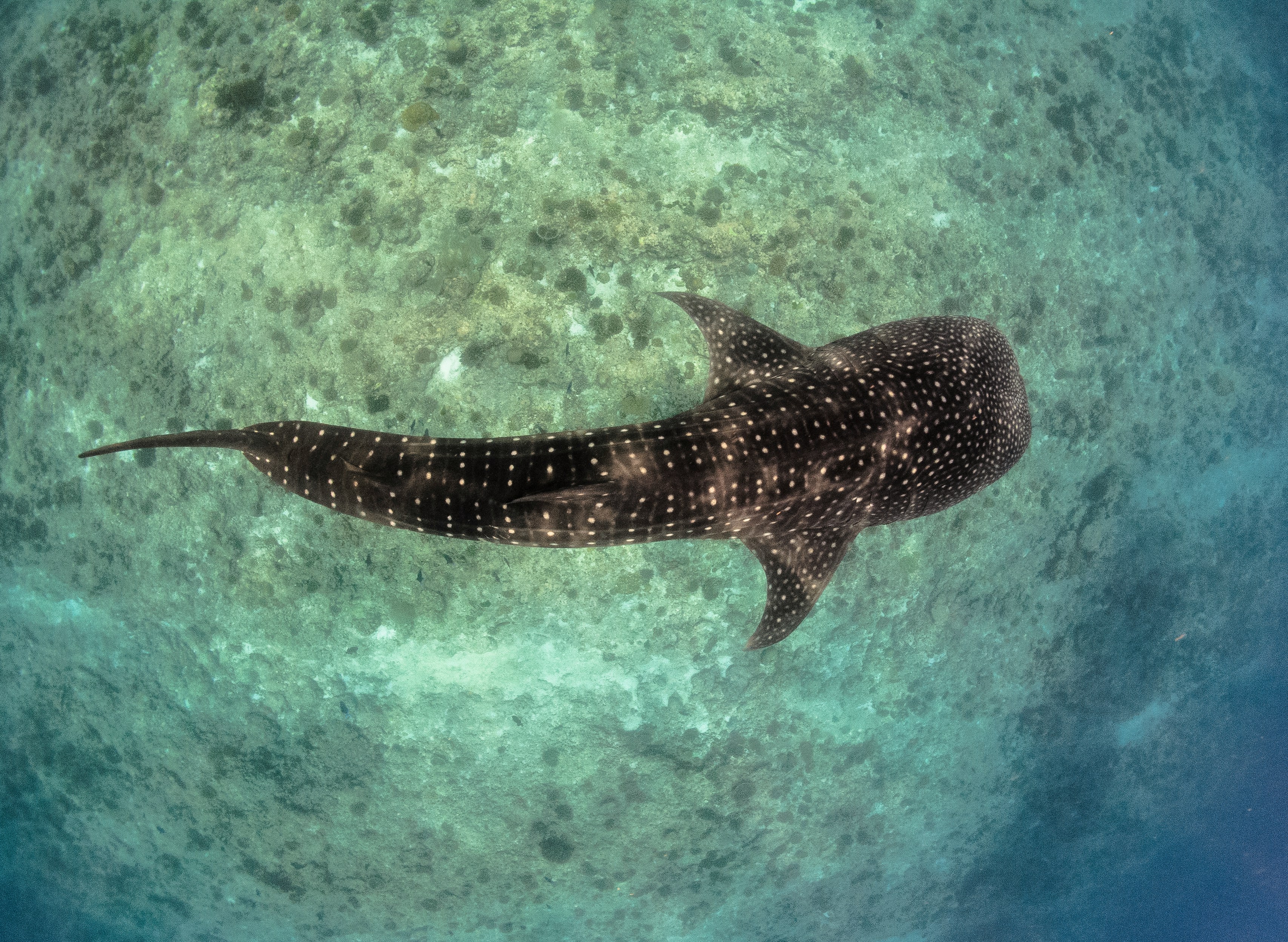 Whale Shark