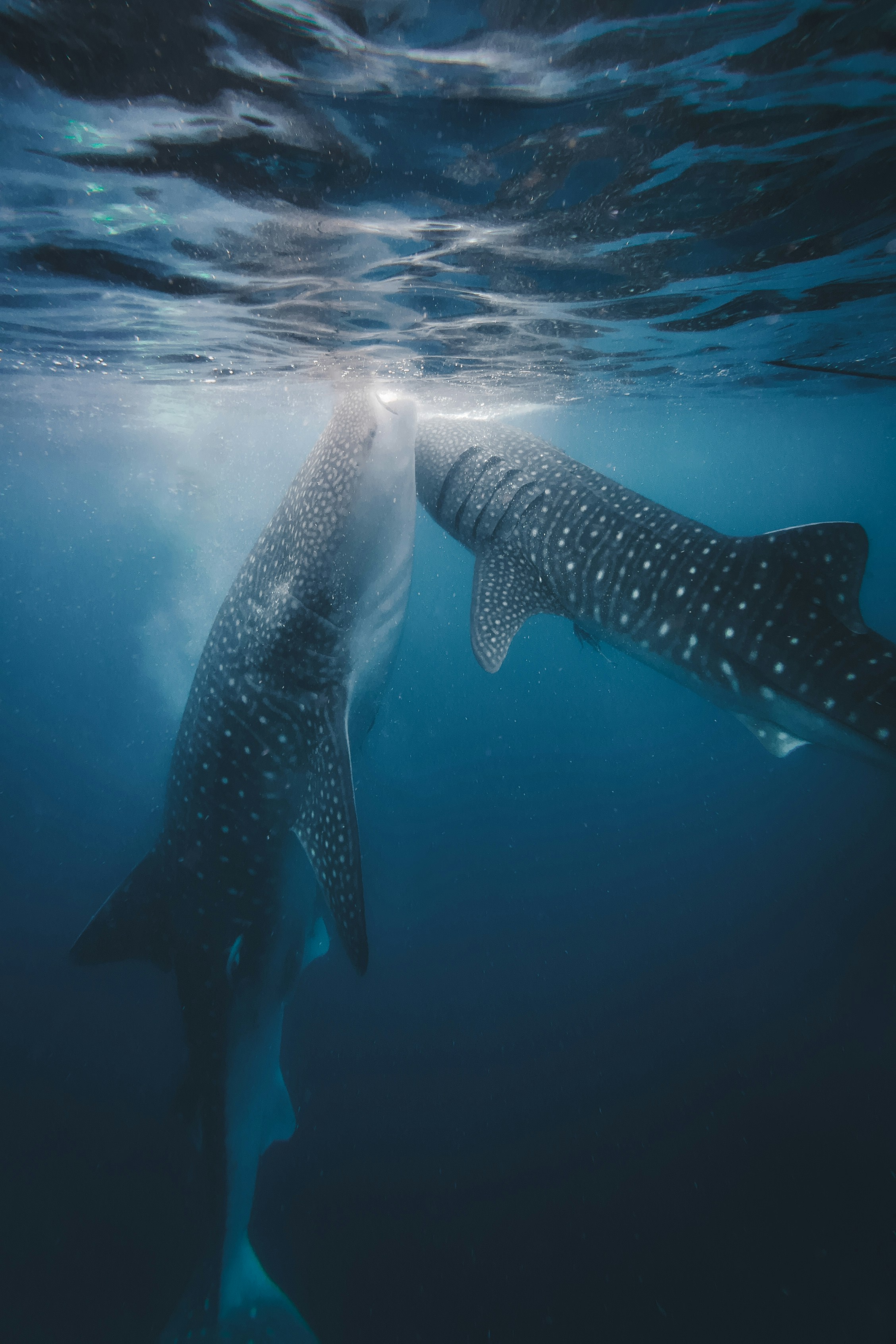 Whale Shark