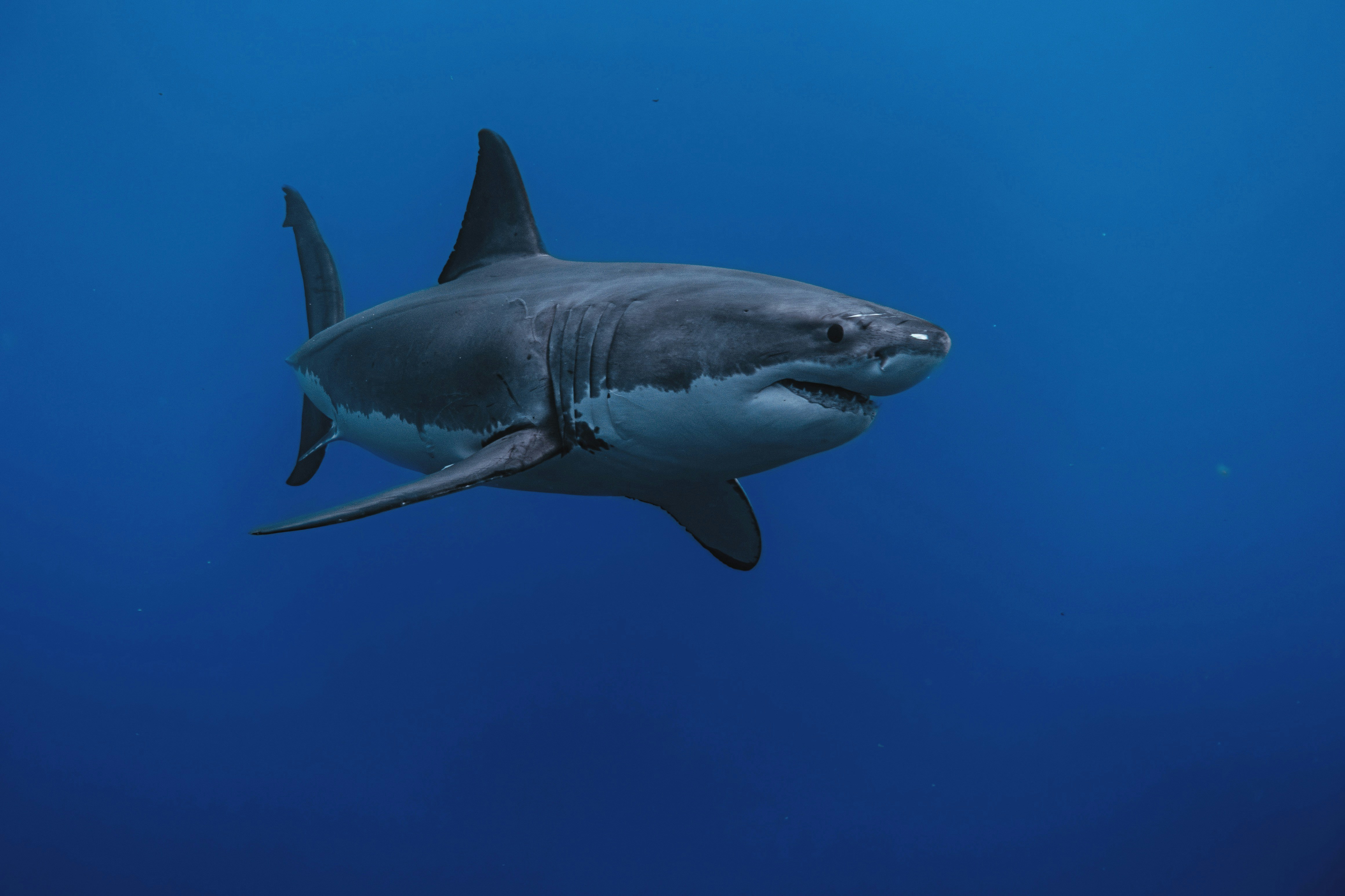 Great White Shark