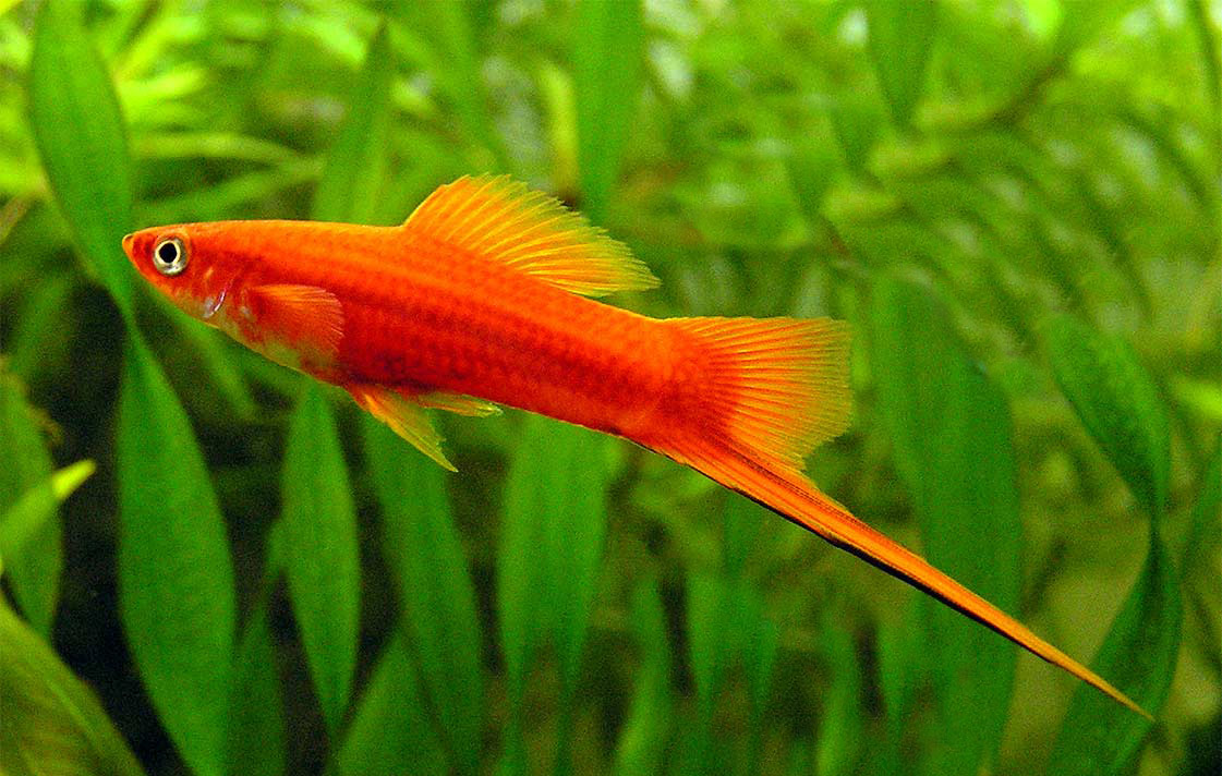 Swordtail