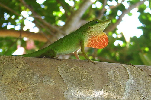 Green Anole