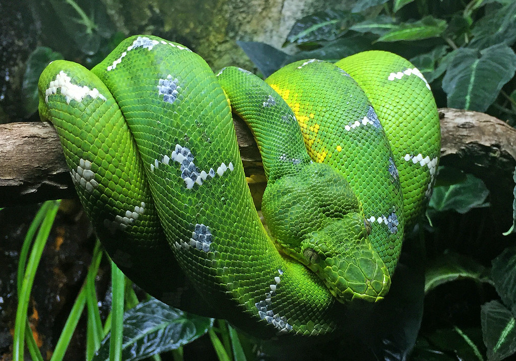 Emerald Tree Boa