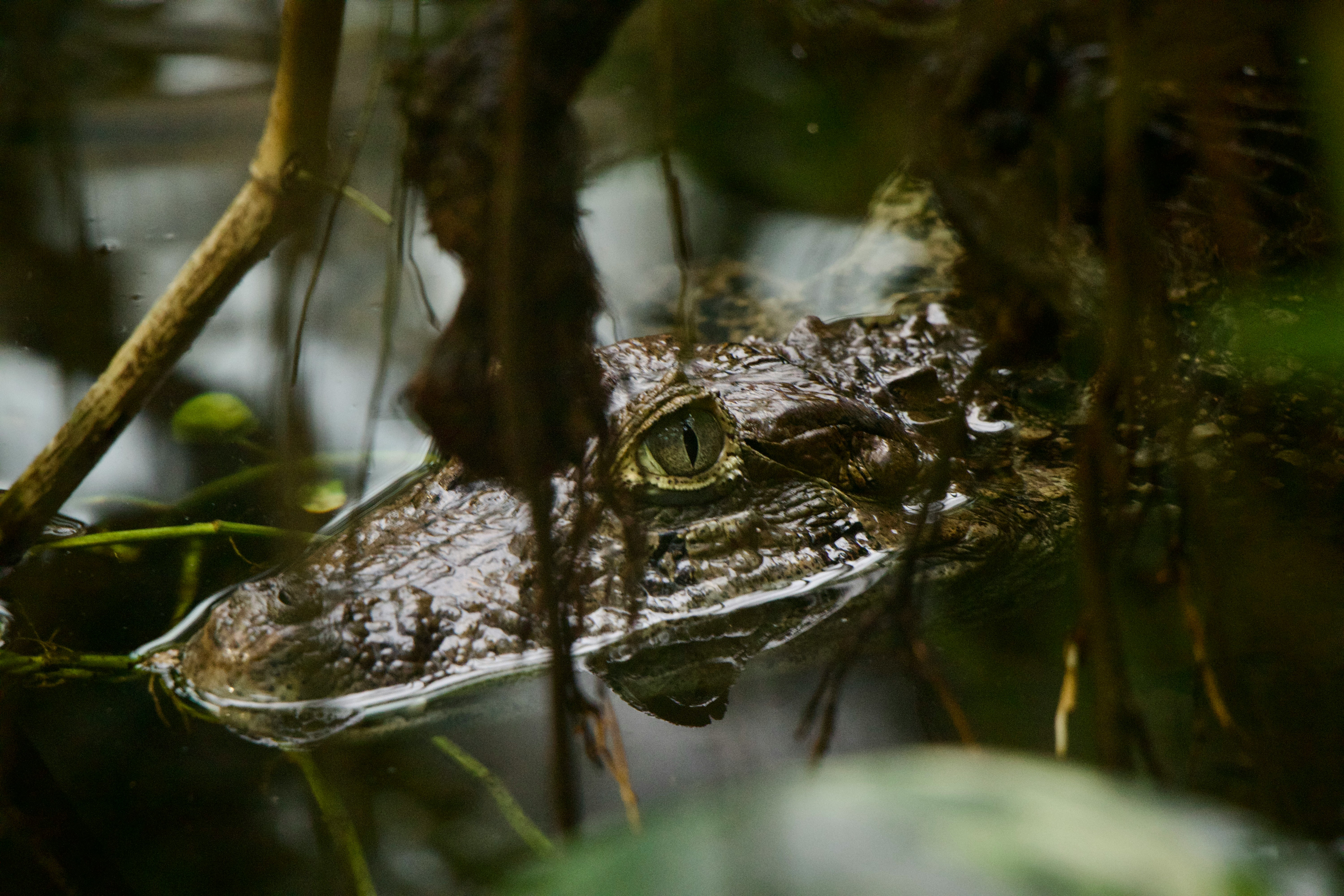 Yacare Caiman