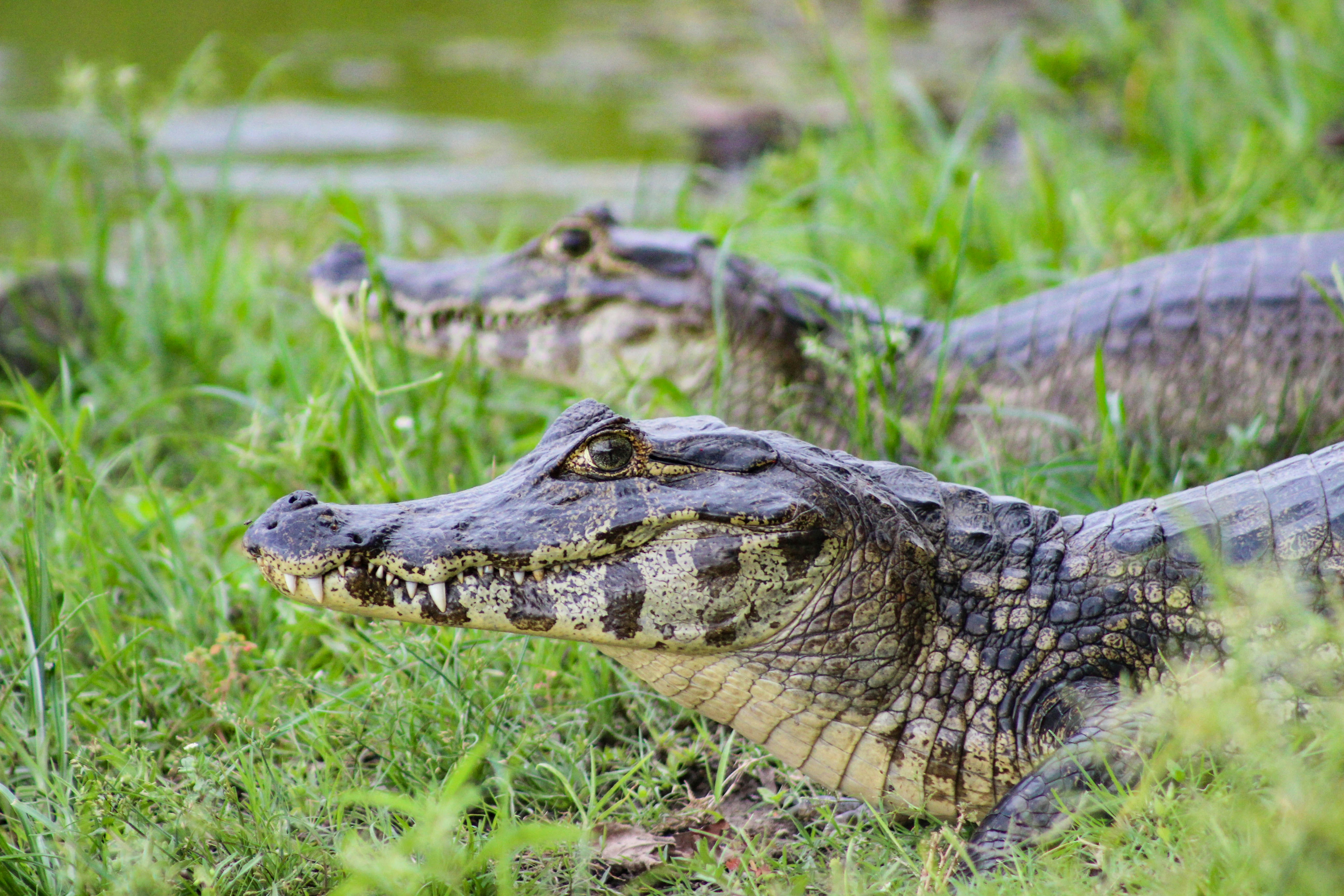 Yacare Caiman