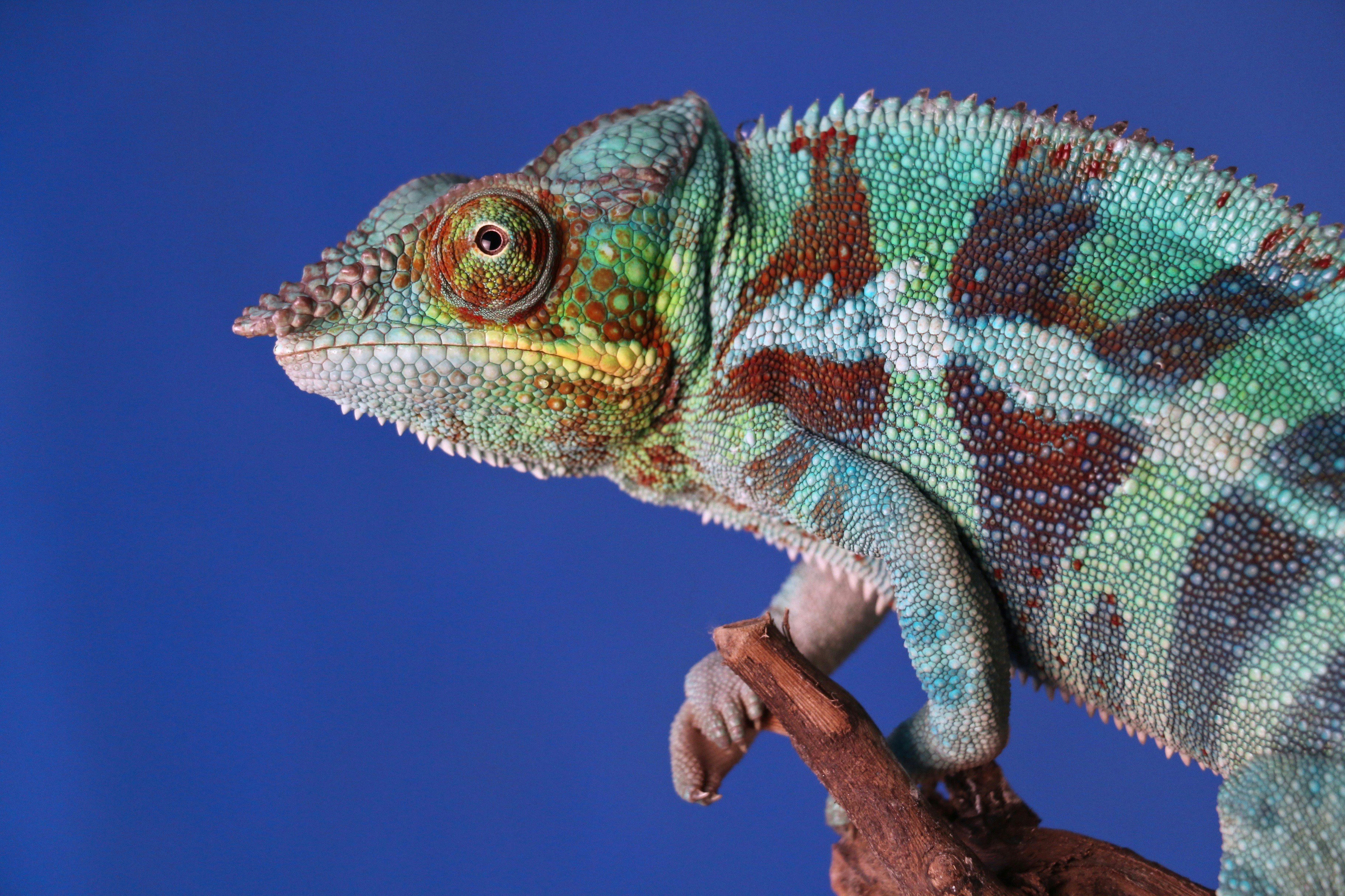 Panther Chameleon