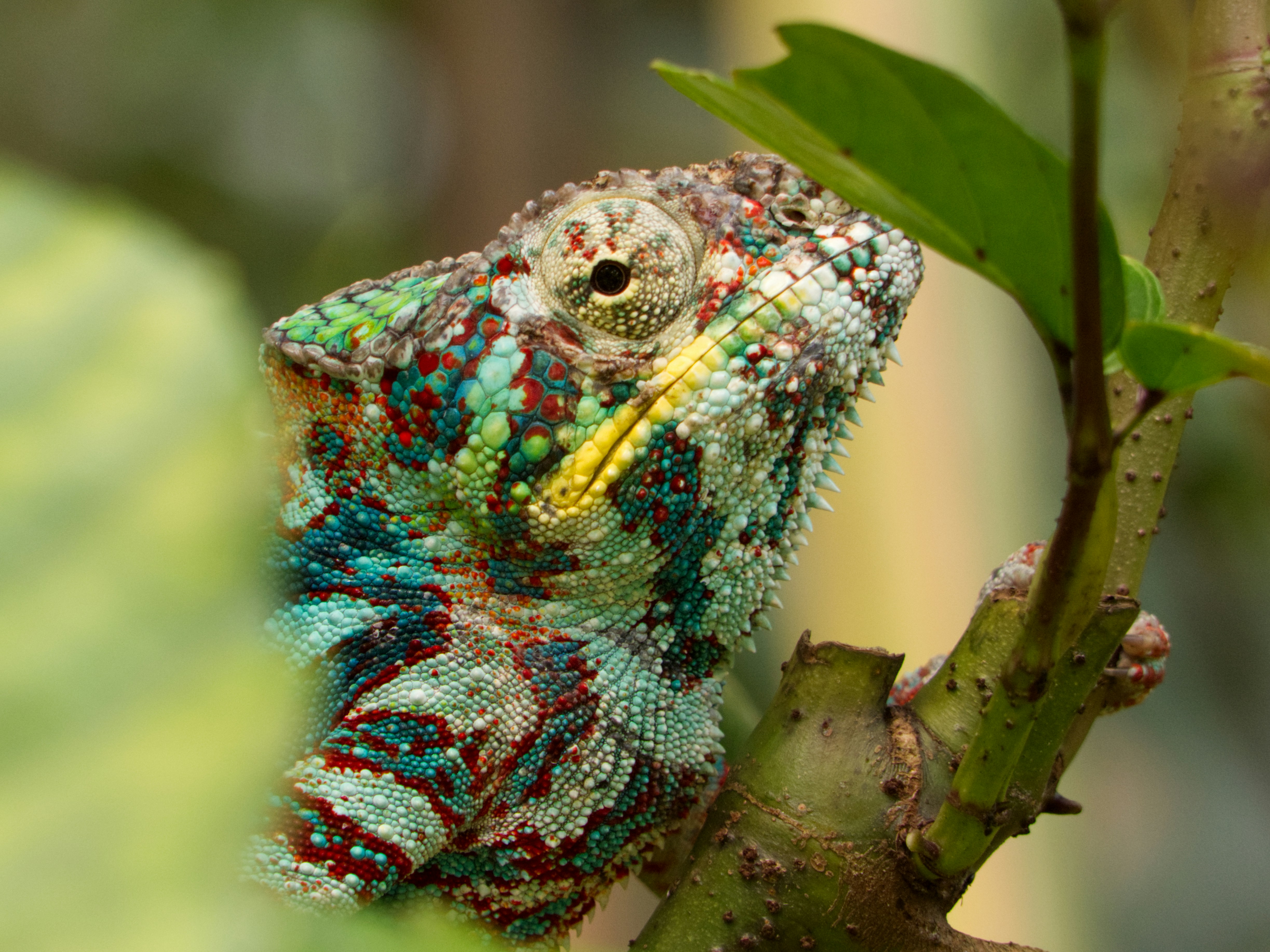 Panther Chameleon