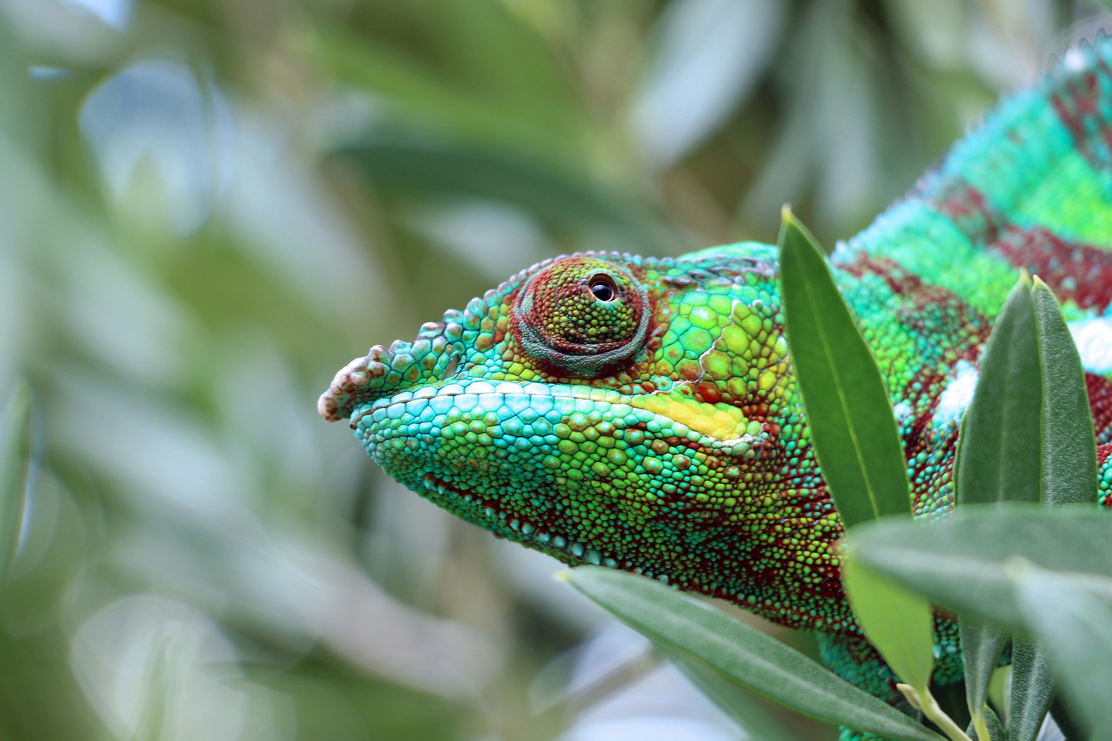 Panther Chameleon