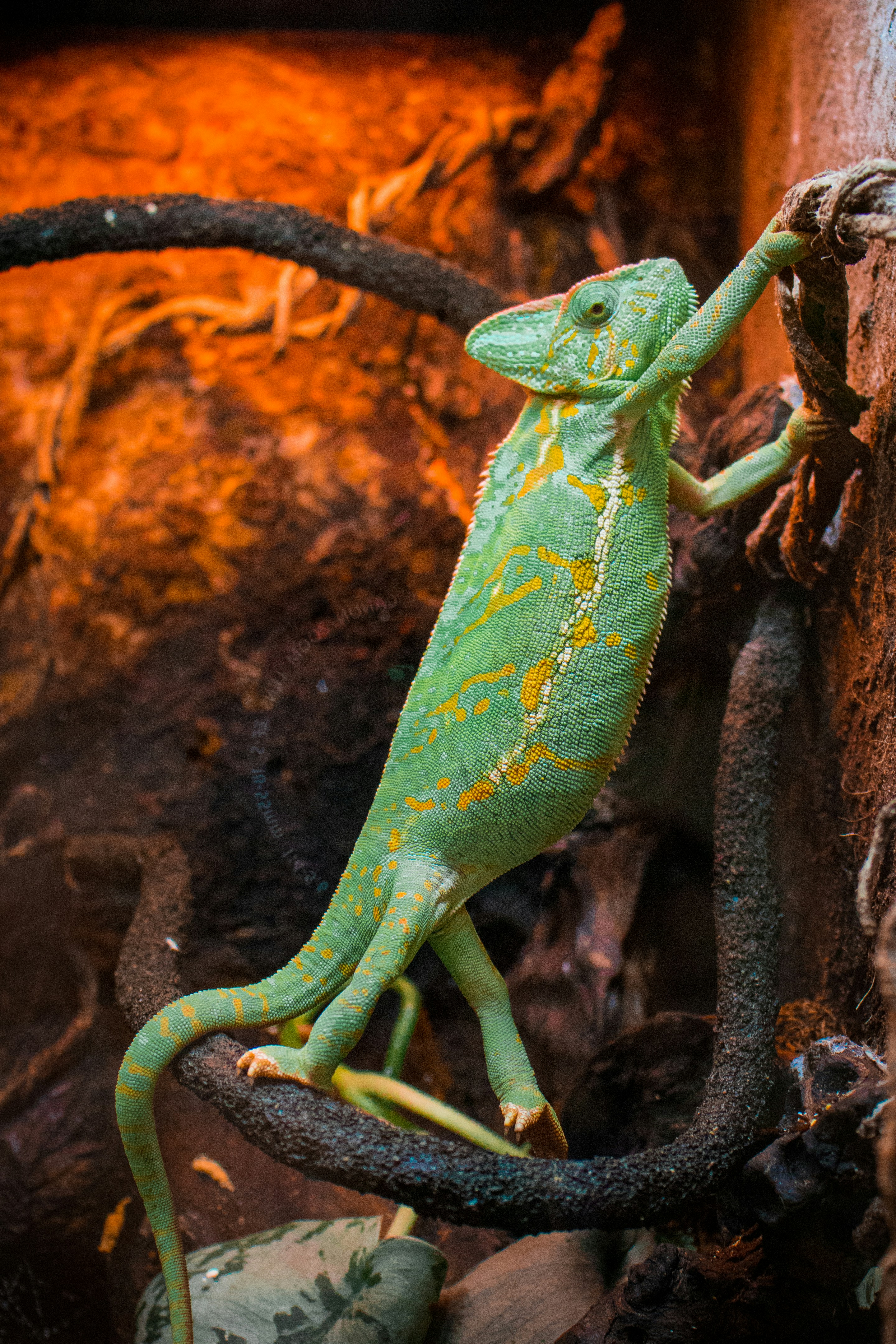 Veiled Chameleon