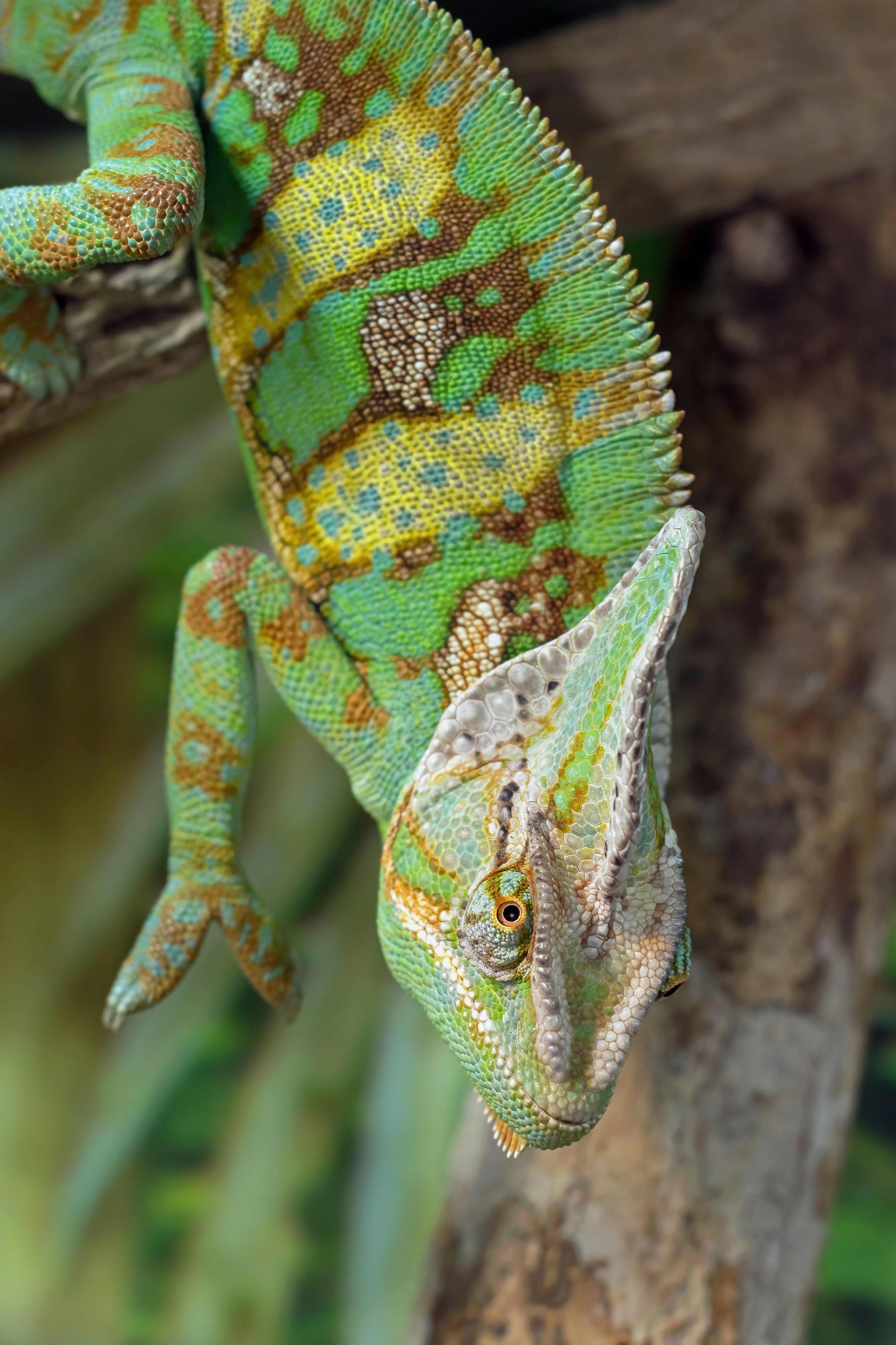 Veiled Chameleon