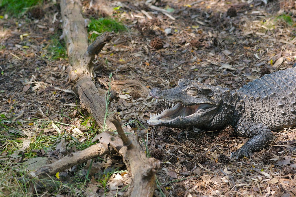 African Dwarf Crocodile