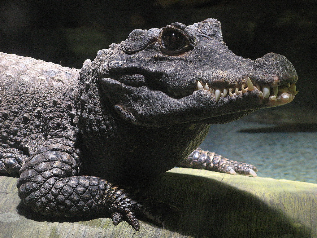 African Dwarf Crocodile