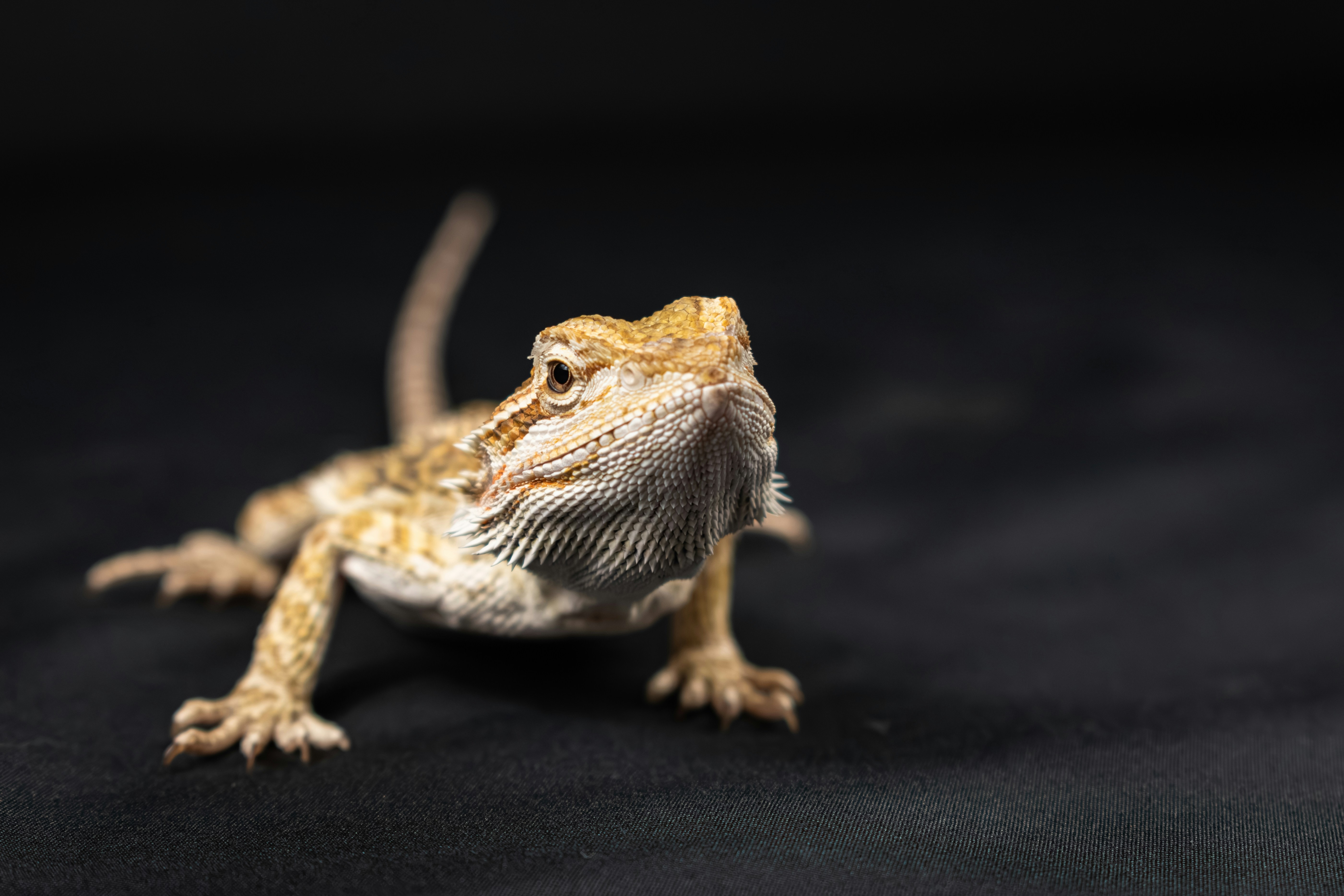 Bearded Dragon