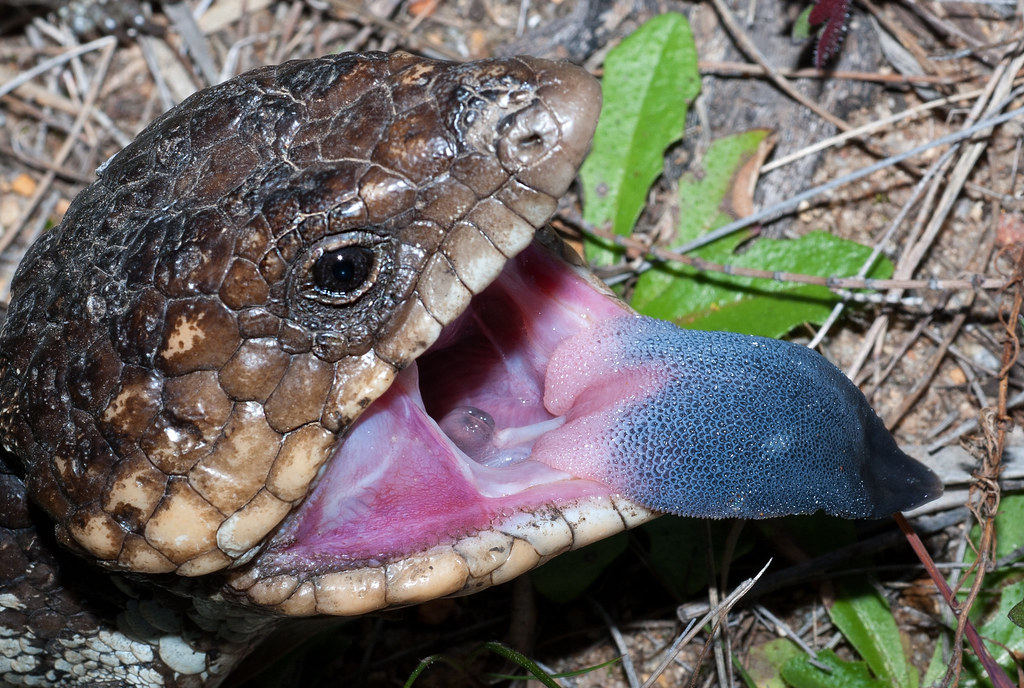 Blue-tongued Skink