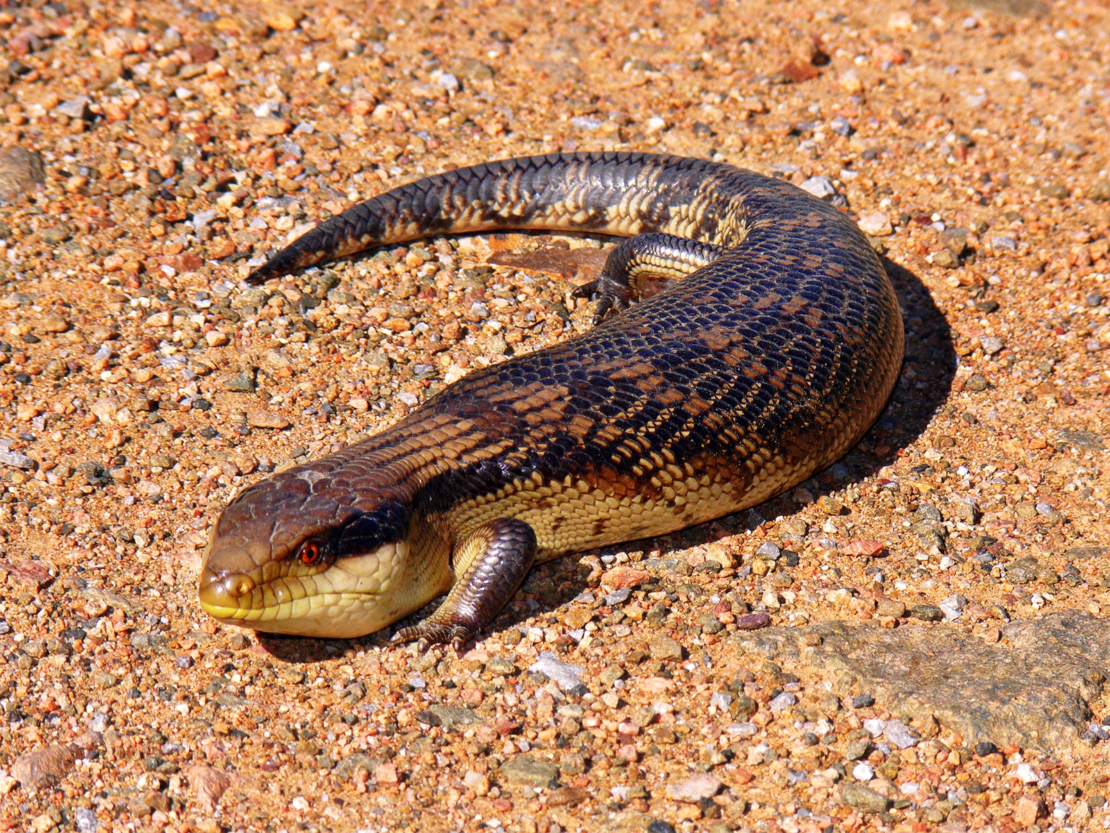 Blue-tongued Skink