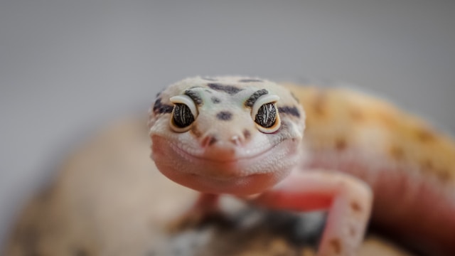 Leopard Gecko