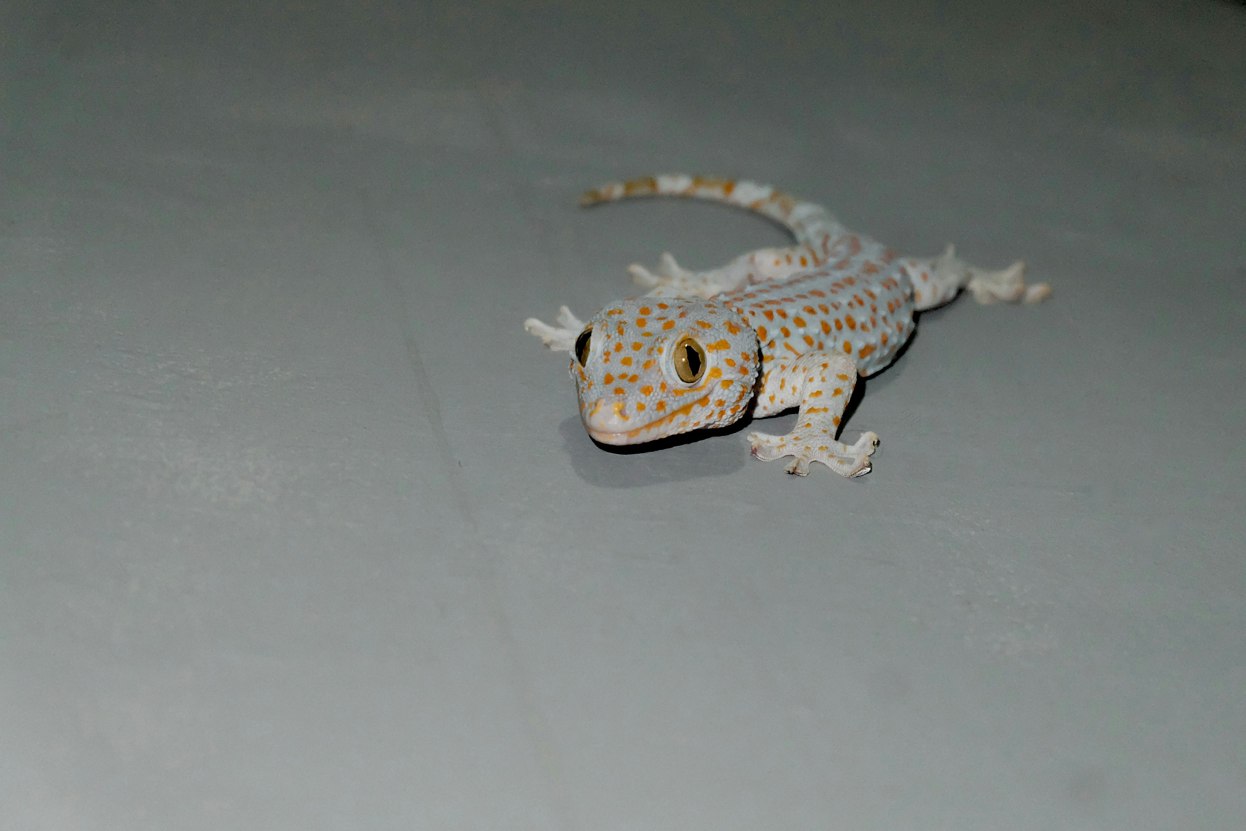 Tokay Gecko