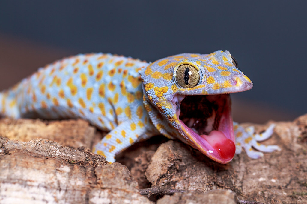 Tokay Gecko