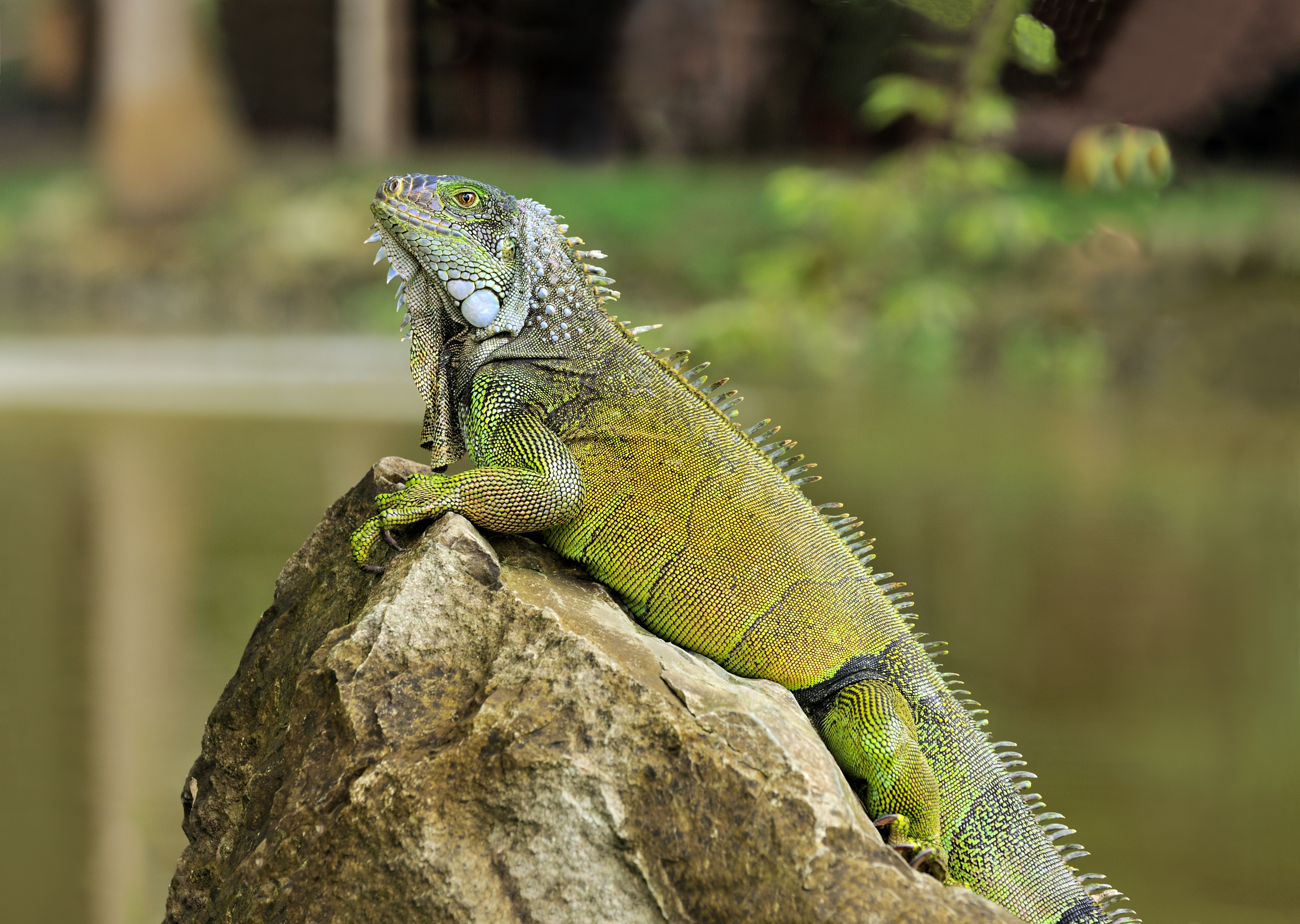 Green Iguana