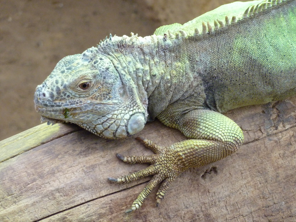 Green Iguana