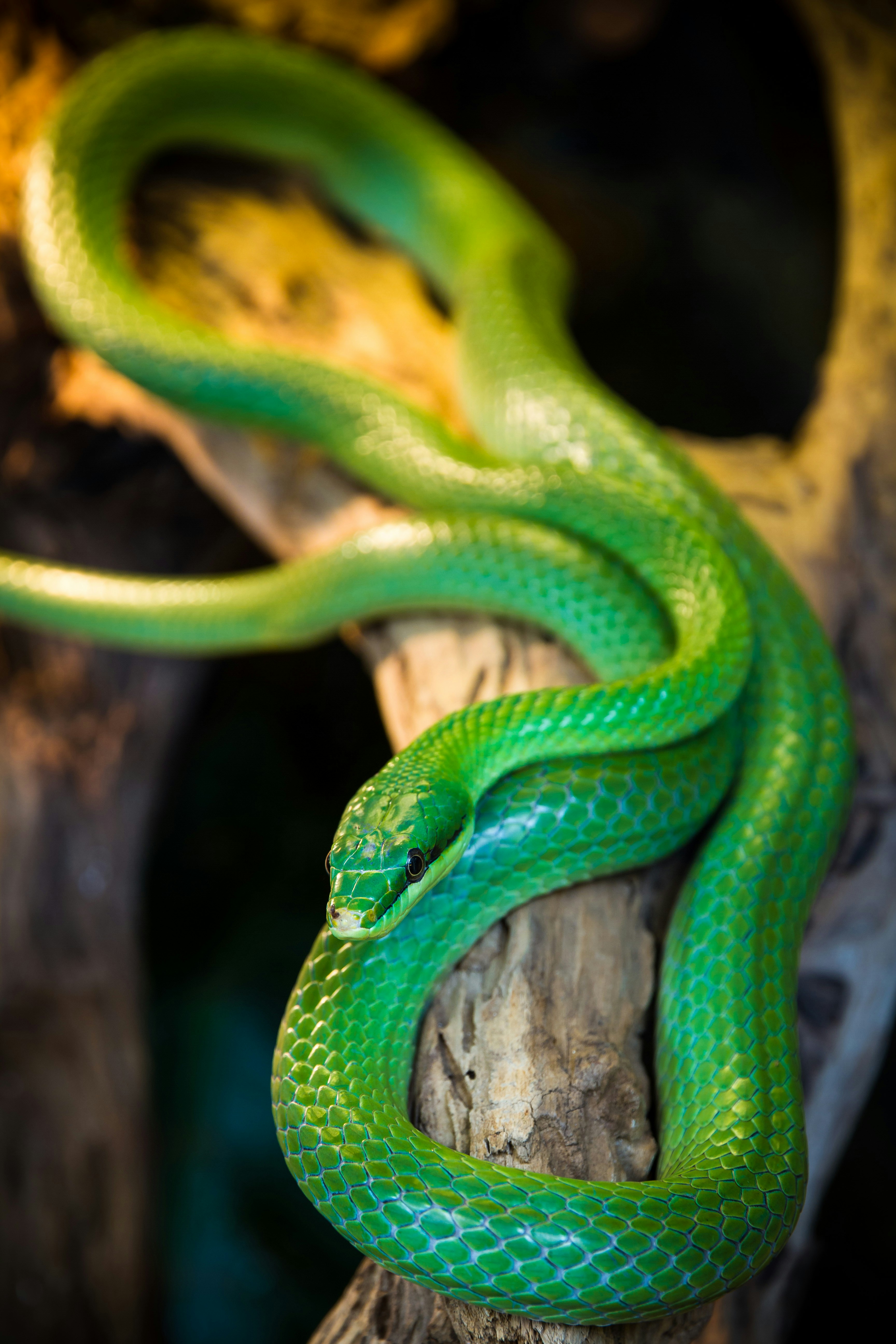 Green Vine Snake