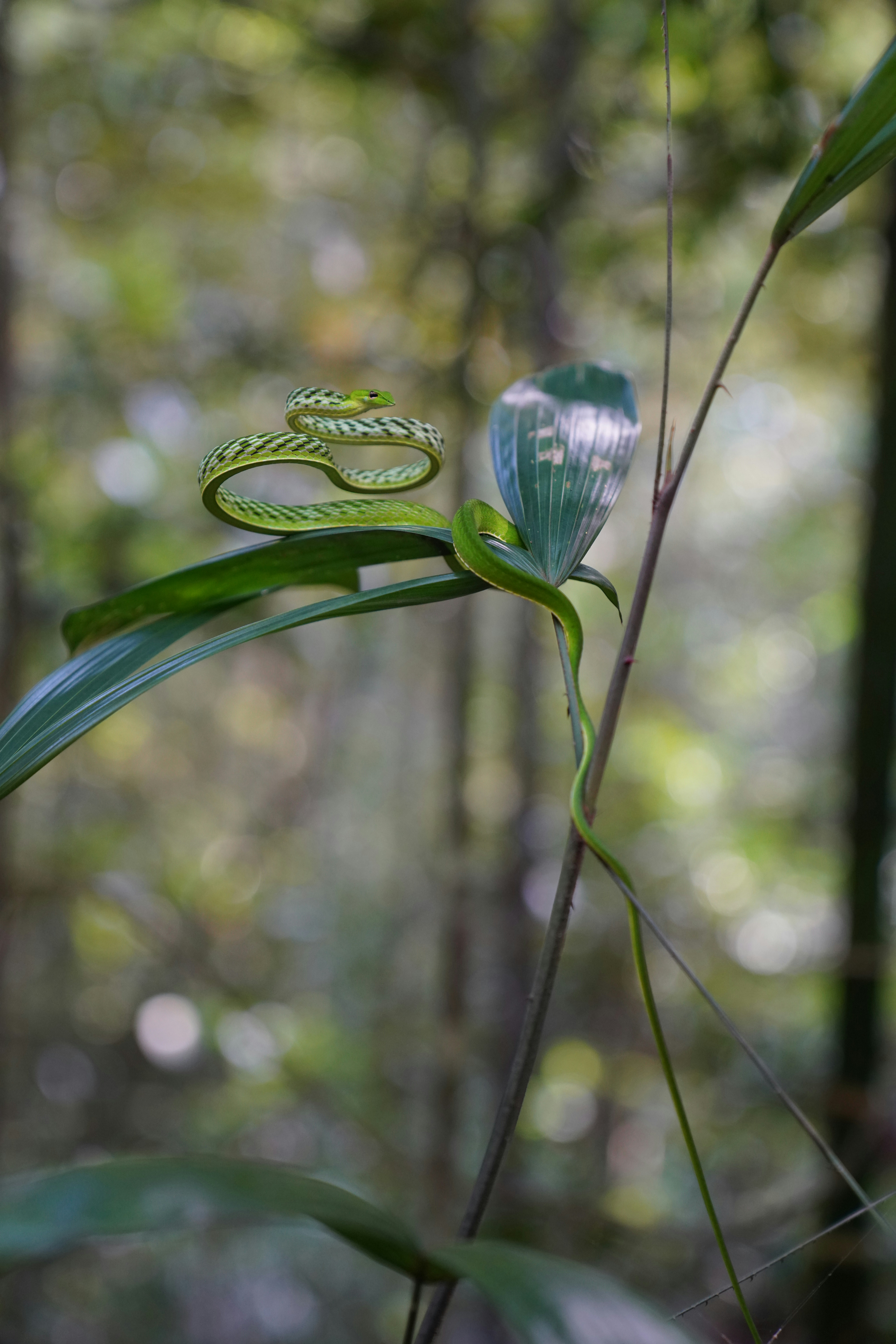 Green Vine Snake