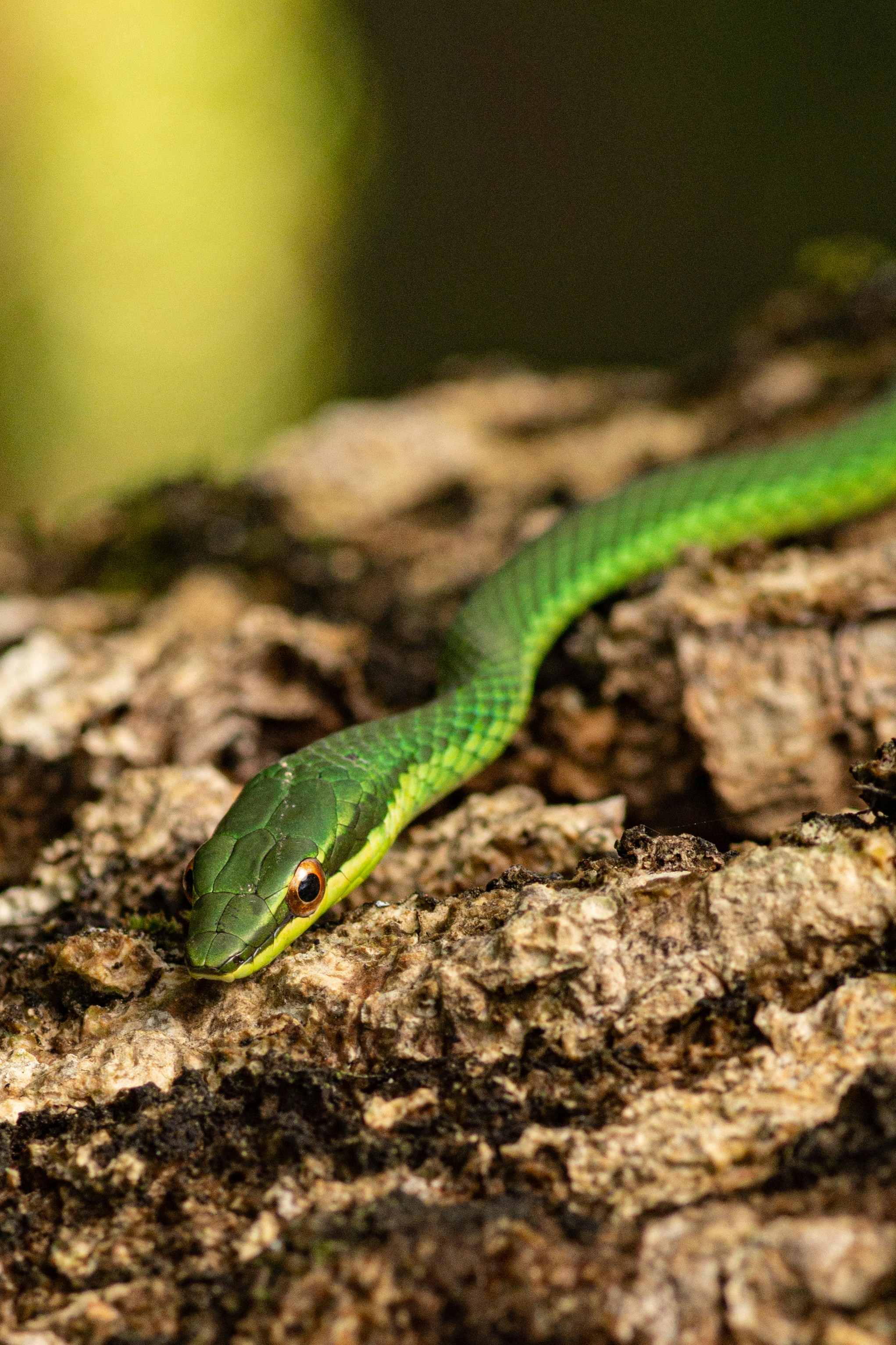 Green Vine Snake