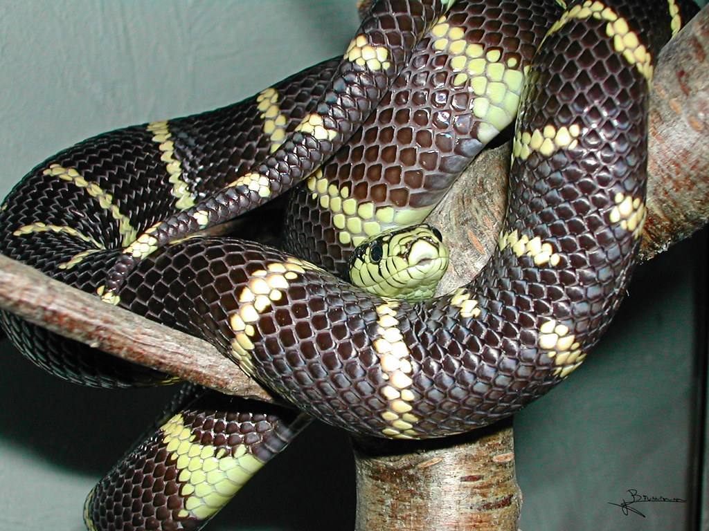California Kingsnake