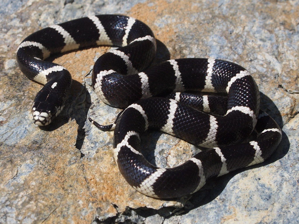 California Kingsnake