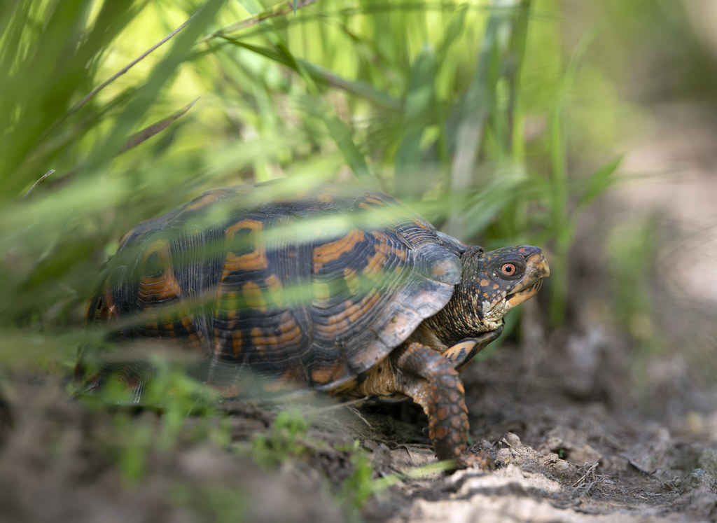 Eastern Box Turtle