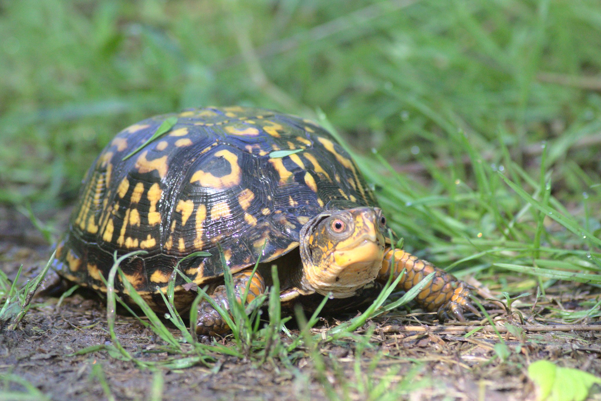 Eastern Box Turtle