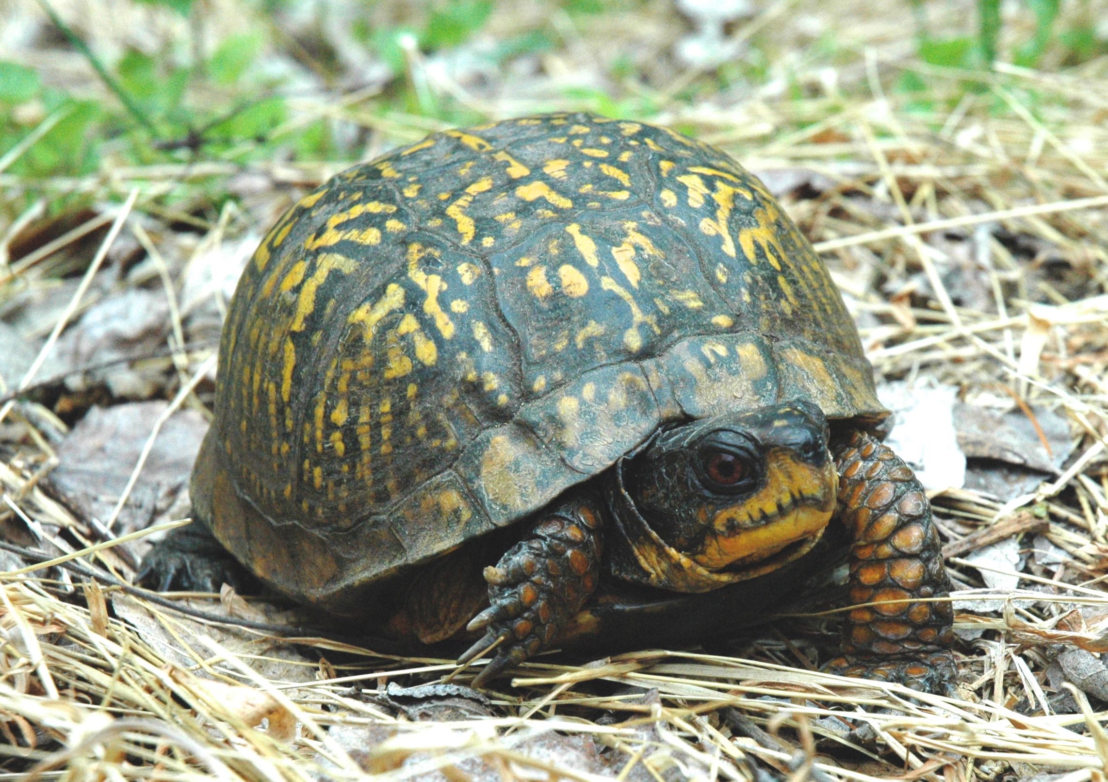 Eastern Box Turtle