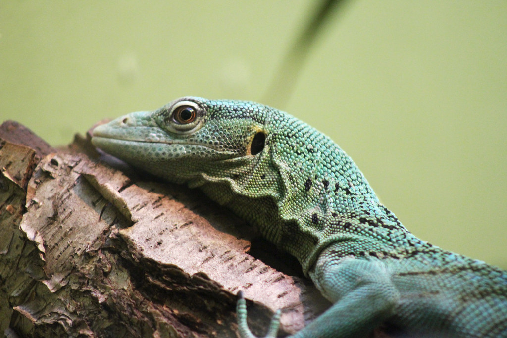 Emerald Tree Monitor