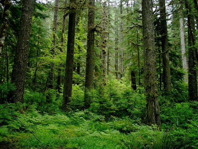Temperate Forest