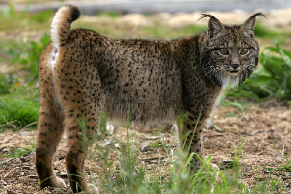 Aragón joins the reintroduction of the Iberian lynx in the Huerva river basin