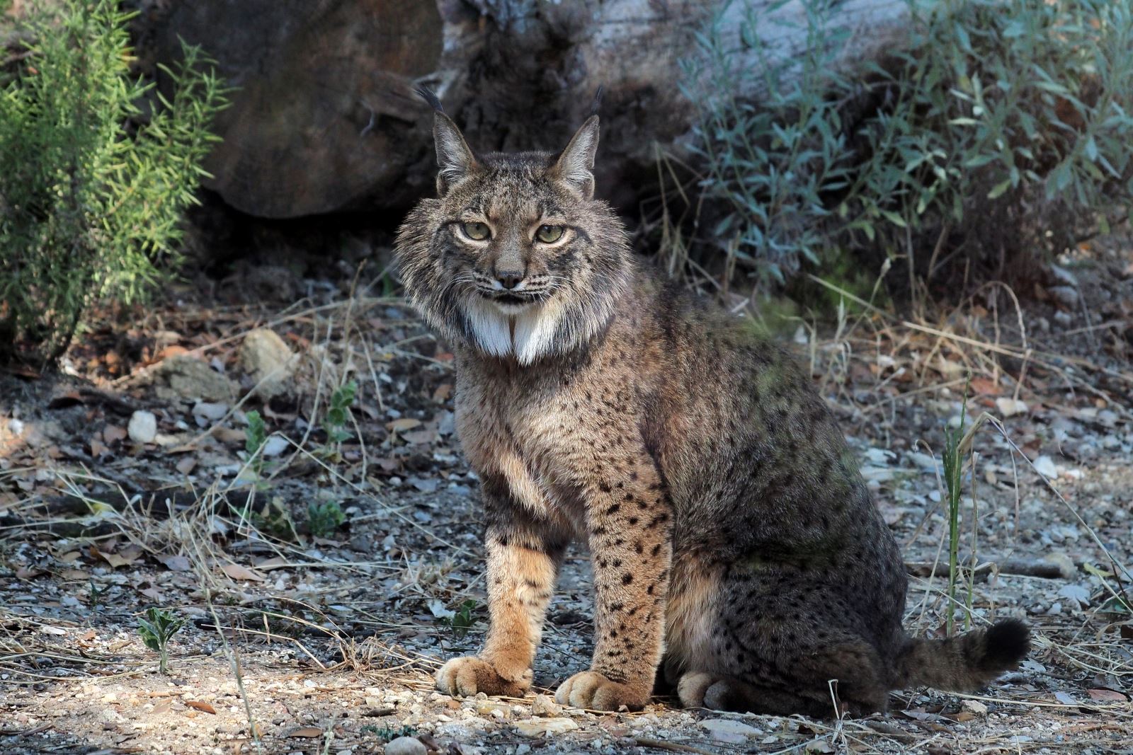 Historic: first Iberian lynx photographed in the Pyrenees confirmed